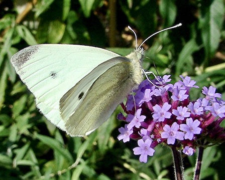 small white